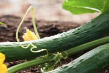 冬茬黄瓜怎么嫁接，嫁接后需遮光处理