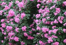 蔷薇花几月开，花朵和花期均不同