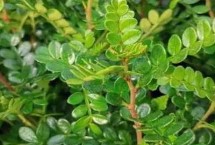 清香木怎么修剪，清香木属于漆树科、胡椒木属于芸香科