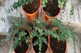 尤加利做干花的方式，每天晒光6小时左右