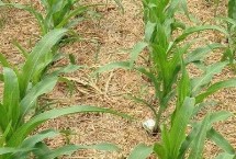 自新2679玉米栽培技术要点，适宜播种期4月下旬—5月上旬