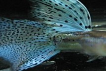 孔雀鱼需要什么水，通常是不需要放盐的