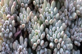 蓝豆叶子萎缩原因，把它放在有散射光处养护