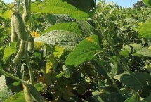 石936大豆栽培技术要点，生育期平均99天