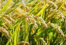 芯野66水稻栽培技术要点，感温籼型常规水稻品种