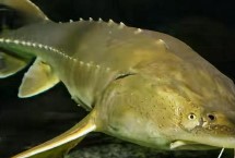 鳇鱼的经济价值，属于鲟科、鲟属、达氏鳇种动物