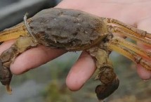 最贵的水产动物是哪十种，包括蓝龙虾、帝王鲑、鹅颈藤壶等种类