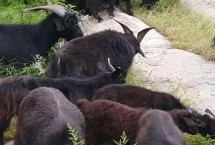 一只黑山羊大概多少斤，毛色、产地和肉质均不同