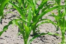 大玉6609玉米栽培技术要点，出苗至成熟122天