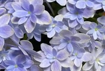 绣球花喜阴还是喜阳，应选在阳光充足的地方养殖