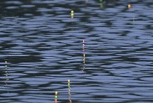 谷麦钓法如何选钓位，先重铅找底、再修剪铅皮