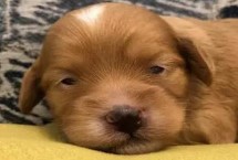 小狗睁眼后多久能看清，注意不要用手去掰开狗狗的眼睛