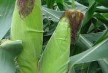 隆瑞226玉米栽培技术要点，播种出苗后应及时间疏苗定苗