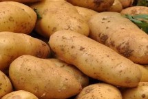 马铃薯靠什么繁殖后代，甘肃、宁夏、东北等地为主产区