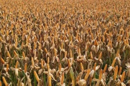 金甜糯1号玉米栽培技术要点，大喇叭口期注意防治玉米螟