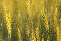 财源2号小麦栽培技术要点，半冬性品种