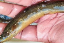 泥鳅养殖周期是多久，放苗前要清塘消毒