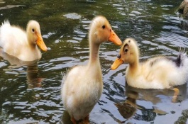 小鸭子有没有细菌病毒，有细菌病毒还会有寄生虫