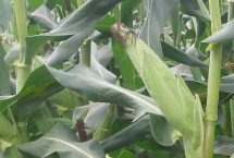 鲁星803玉米栽培技术要点，中抗茎腐病