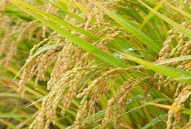 龙盾711水稻栽培技术要点，普通粳稻品种