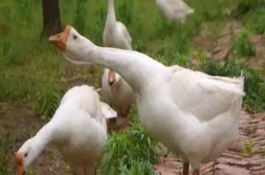 鹅下软皮蛋应该给它吃什么，产蛋时间与鹅的品种有关