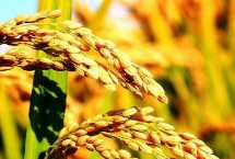 Q两优5号水稻栽培技术要点，亩秧田播种量10－15千克