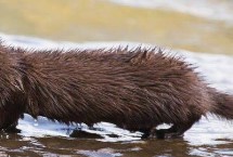 水貂换毛的原因，正常换毛一般发生在春秋季