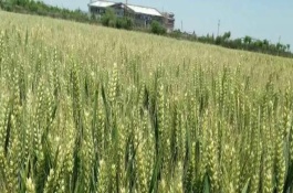 新冬54号小麦栽培技术要点，中等肥力以上水浇地块种植