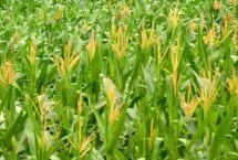 正高98玉米栽培技术要点，出苗至成熟118天