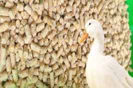 养殖肉鸭怎么节省饲料，不能一次性配制过多