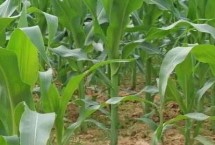 乾育18玉米栽培技术要点，高抗小斑病