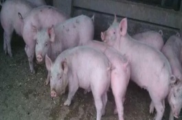 母猪打猪瘟疫苗当天能配种吗，在四个月左右的时候再进行配种