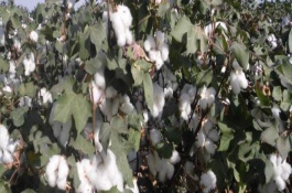 鲁H424棉花栽培技术要点，高抗棉铃虫