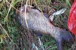 30斤以上的大鲢鳙能钓到吗，必须采取正确的方式才能钓到