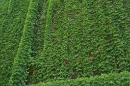 爬山虎种植注意事项，幼苗期要常洒水保持土壤湿润