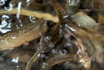 泥鳅不喂食能存活多长时间，可存活7天至30天左右