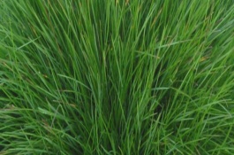 裸子植物的简介，常见的有羊草、芍药花等