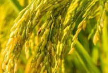 华盛优广丝苗水稻栽培技术要点，全生育期116.0天