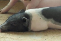 香猪如何形成，属于矮小猪种