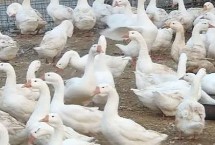 养鹅吃什么饲料，鹅肝、鹅蛋、鹅毛均可作为销售产品