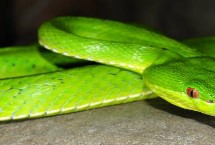 竹叶青蛇有毒吗，有毒但很少致人死命