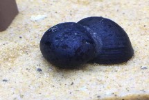 紫衣螺的食物，喜食水中的藻类