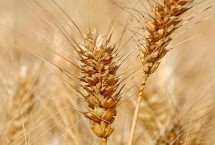 徐麦DH2小麦栽培技术要点，推迟播种或中低产田适当增加