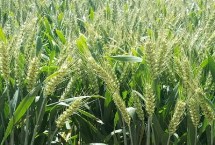 金瑞8号小麦栽培技术要点，中抗叶锈病