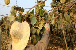 猕猴桃夏剪的要点，可提高主花蕾的正花率、防止早期落叶