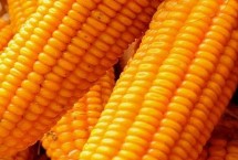 登科161玉米栽培技术要点，5月10日前后播种