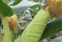 腾龙7288玉米栽培技术要点，生育期110.9天