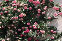 形态特征，原产于中国