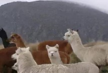 羊驼的寿命，最好饲养两只以上