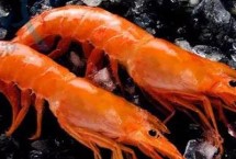 阿根廷红虾生活习性，捕捞出水后需要立即速冻